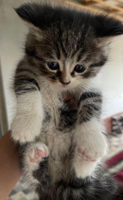 Котята-метисы от (Scottish Fold)