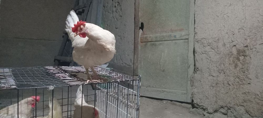 Ломан синди Тухум йуналишида