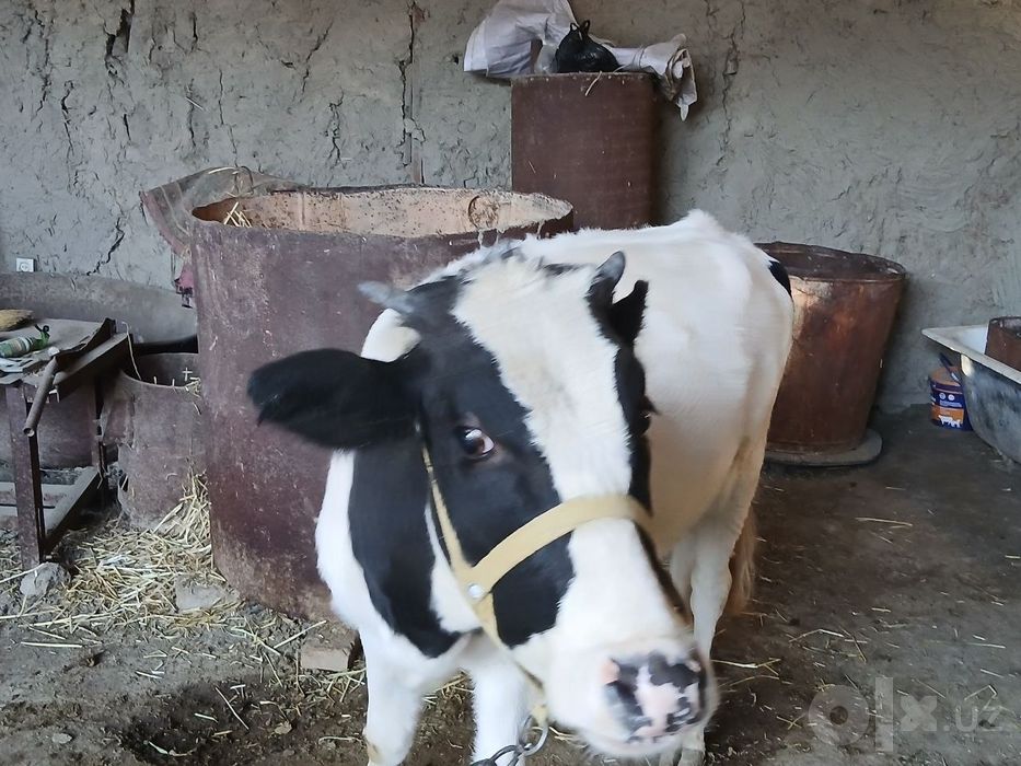Gulojin sotiladi