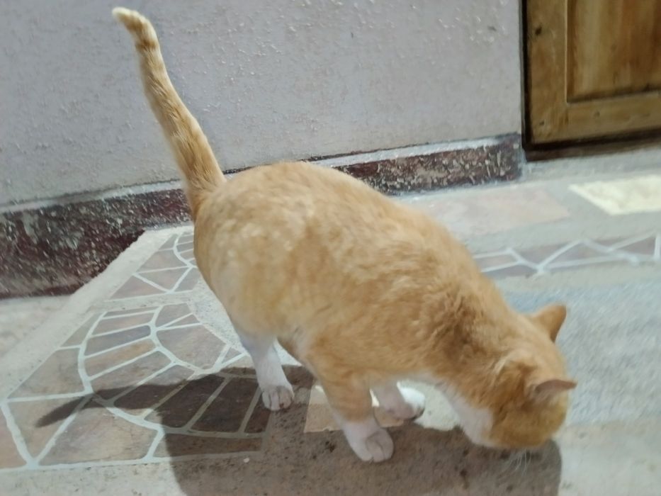 Срочно продам красивый кот