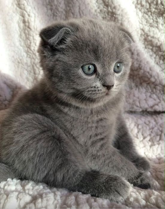 Продаю котенка девочка