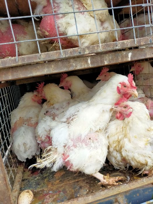 Fermierul din iasi Pui zburati vindem calitate nu cantitate!