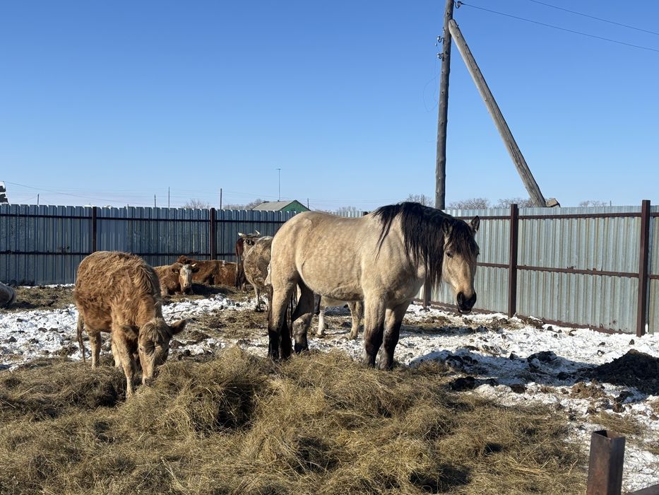 Айгыр жеребец тяжеловоз