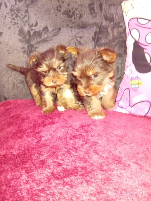 Йоркширски териери