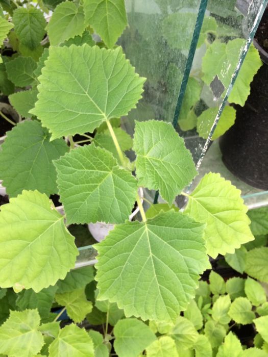 vand paulownia,seminte si rasad pana in august !