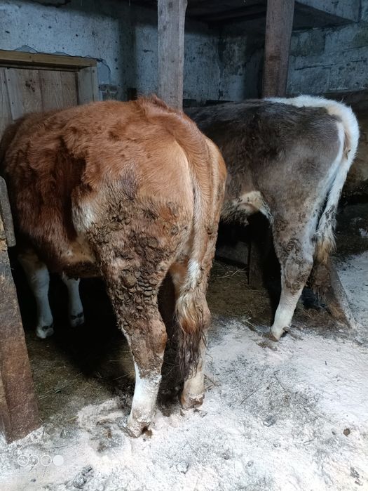 Vând 2 junci și un manz ponei