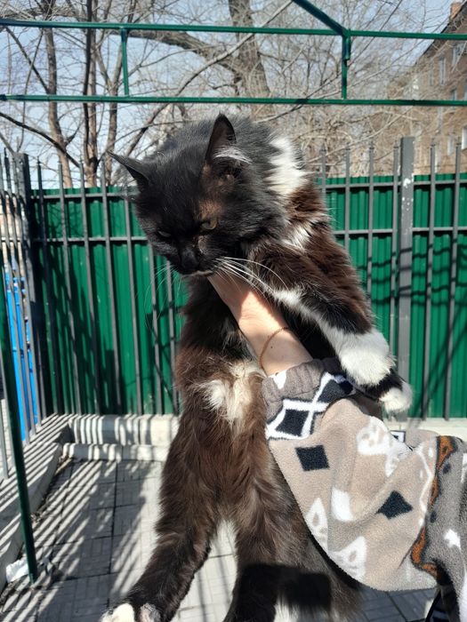 Отдам кошку в добрые руки