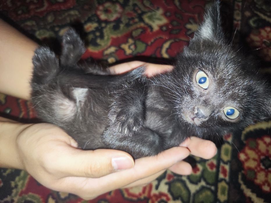 Котята 3 мальчика и 3 девочек