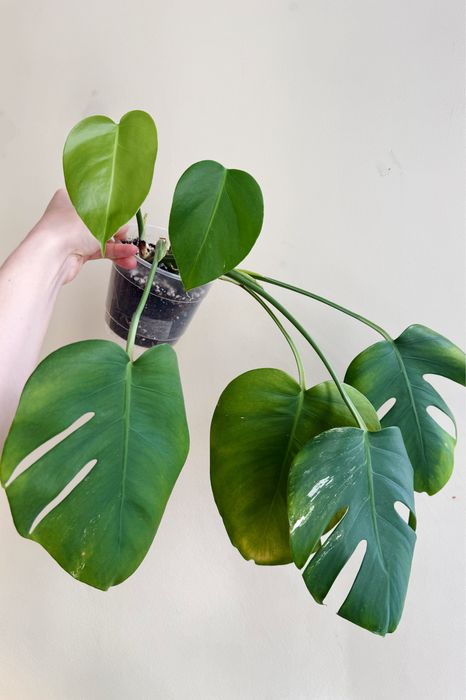 Монстера аурея и делициоза