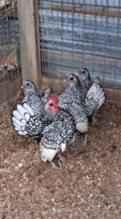 Ouă incubat Sebright