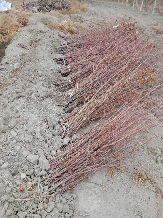 Тут,гужум,каталпа,ва мевали кучатлар сотилади