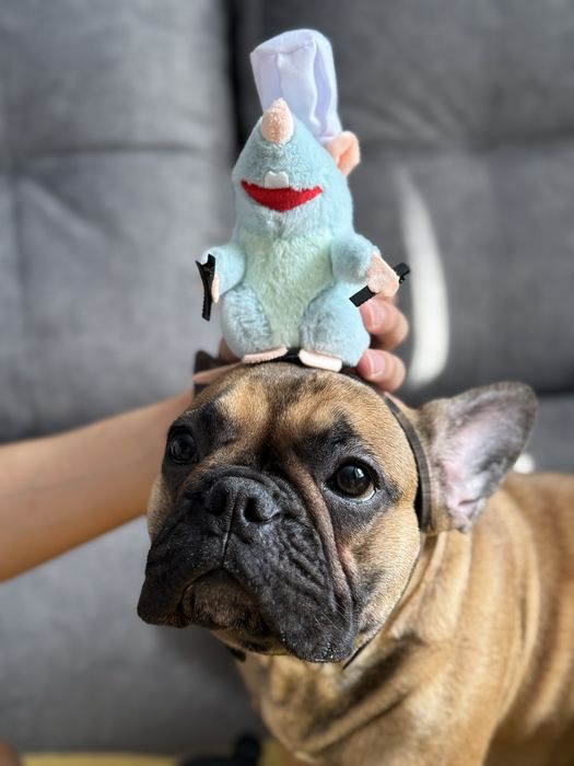 Отдам собаку (девочка)