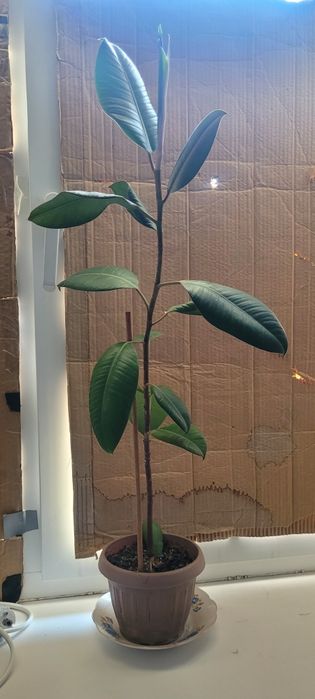 Цветы доллар и фикус