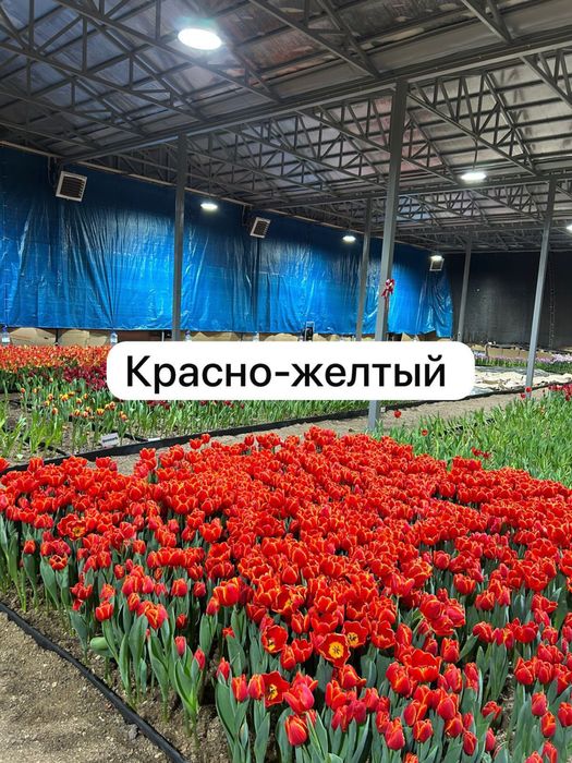 Тюльпаны оптом и в розницу!!!