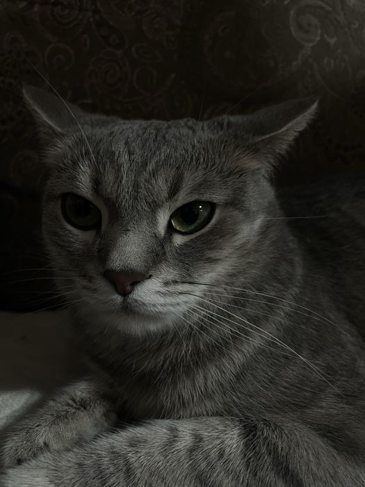 Кот мальчик имя томас возраст 5 лет
