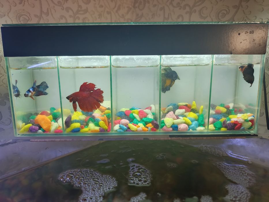 4 dona Betta, Petushok (Siyam jangchi) + Bo‘lingan akvarium | Tayyor t