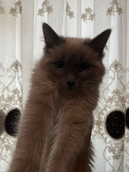 Zottor mushuk sotiladi damashniy