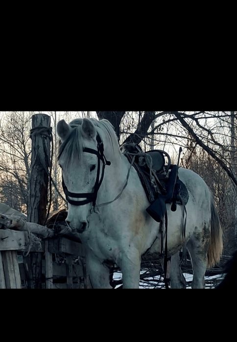 Айғыр сатылады 8жасар