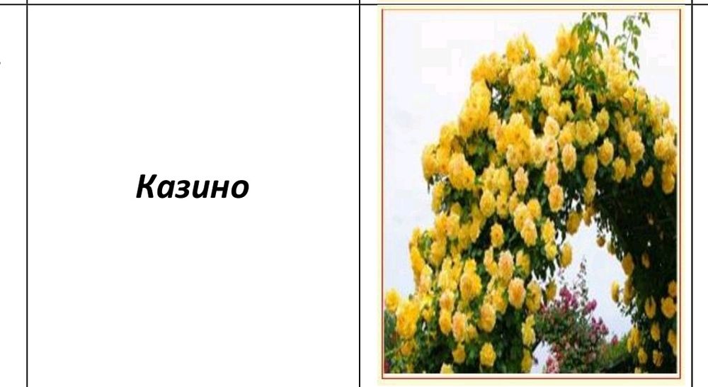 Atirgul koʻchatlari