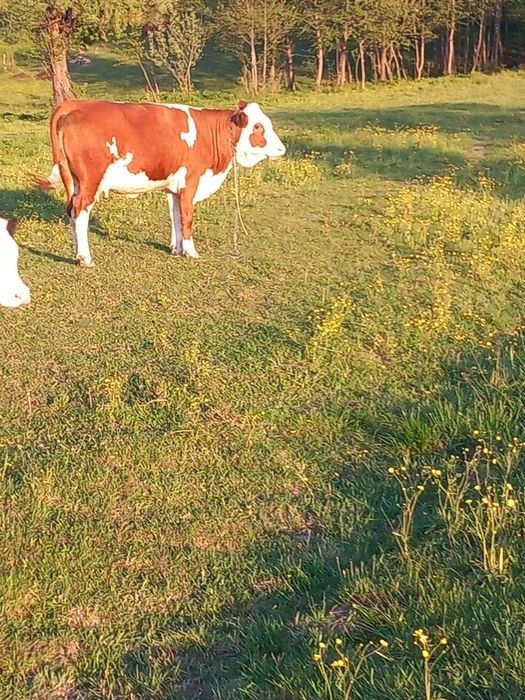 De vînzare vitică de 7 luni bălțată. Și  una de 4 ani a fata de 8 luni