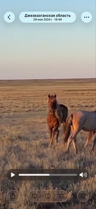 Айғыр 10жасар үйрде жүрген