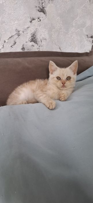 Шотландский мальчик скоттиш страйт