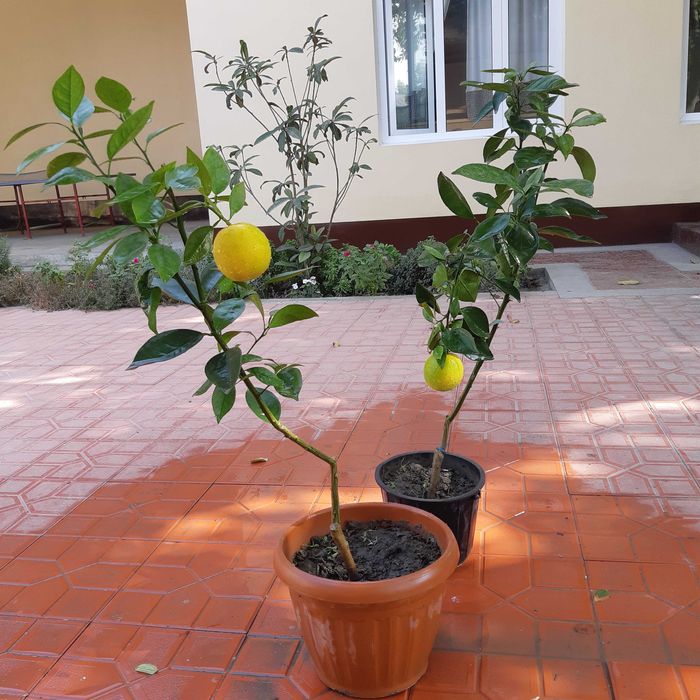 Кровавый Апельсин кучатлари сотилади