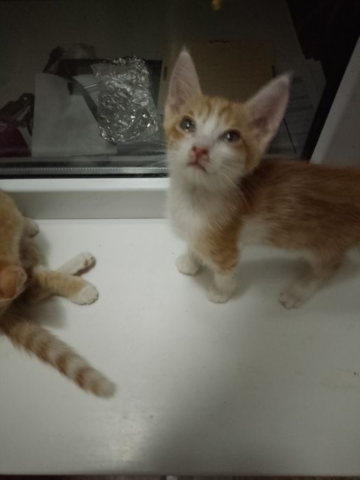 Котята ищут ДОБРЫЙ ДОМ