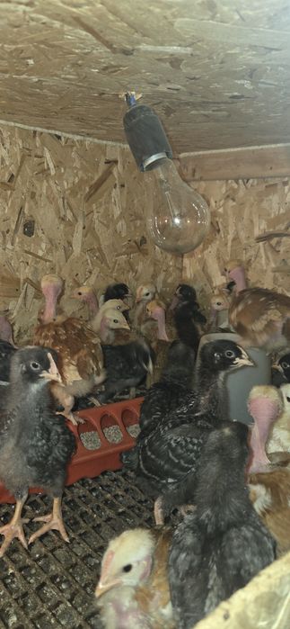 Цыплята несушки доминатн