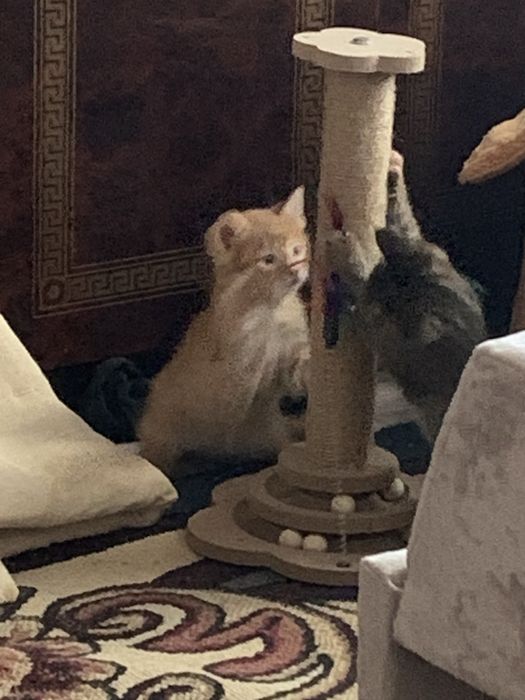 Рыженький котенок