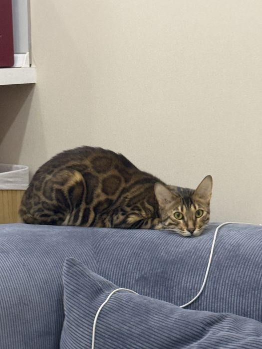 Домашняя передержка кошек