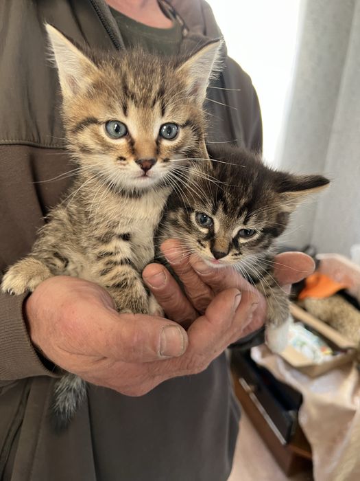 Котята в добрые руки !