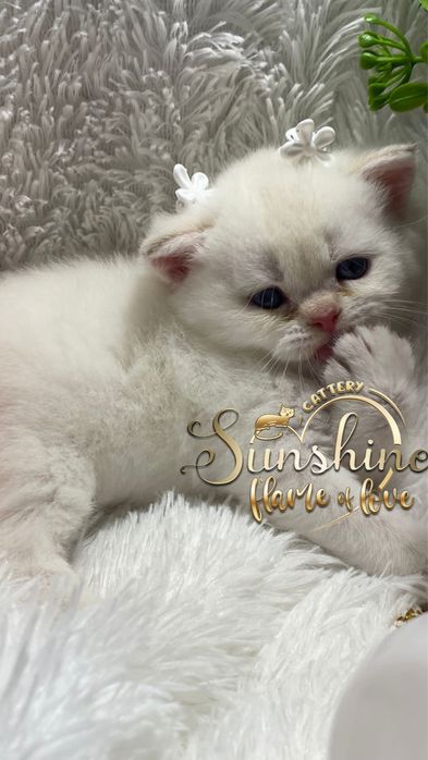 Киски котятки
