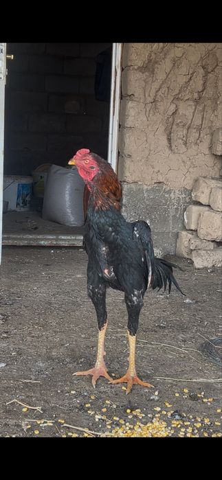 Бойцовский петух Дакан