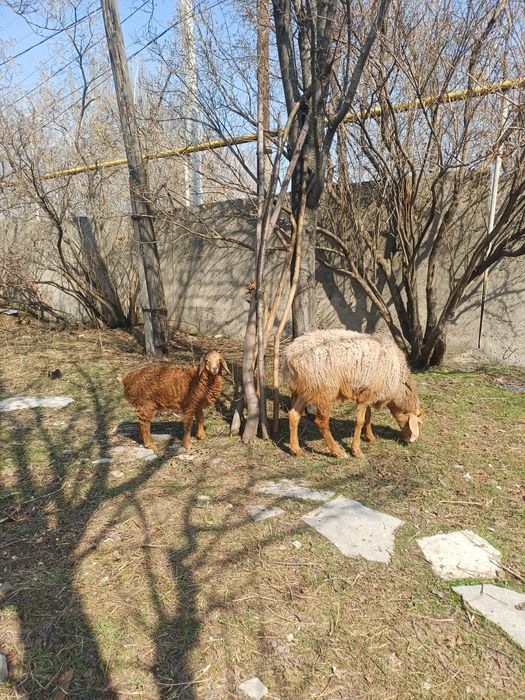 Арашан койлар козысымен