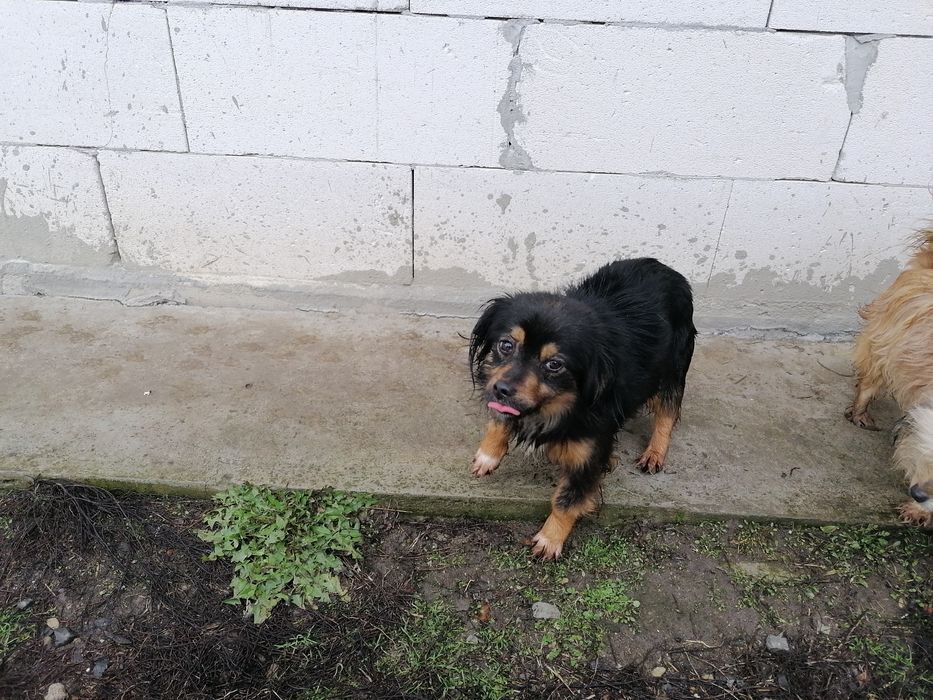 Donez mascul și femela.