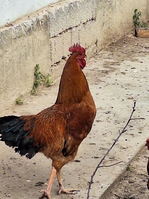 Кучин қоразы сатылади