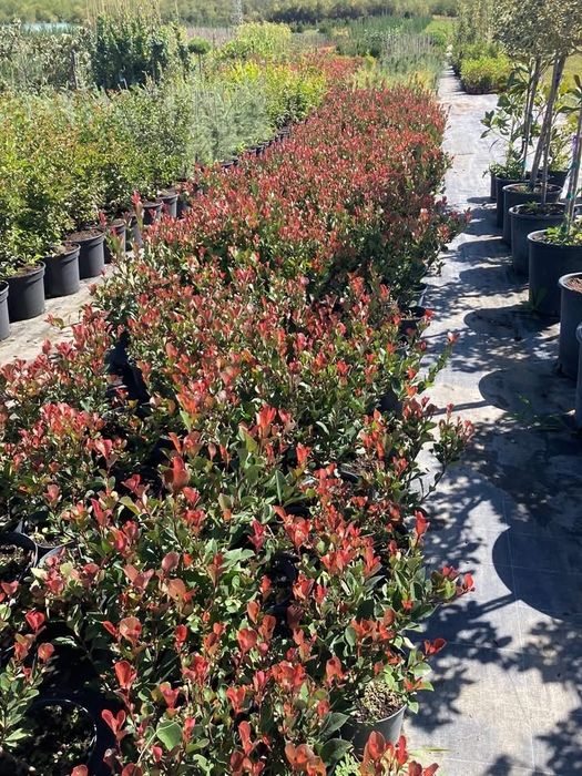 Фотиния литъл ред робин