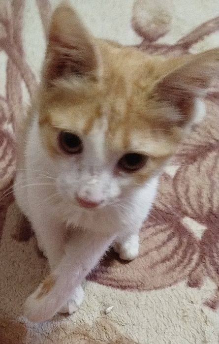 Бесплатно  кошки, коты. Котята подростки