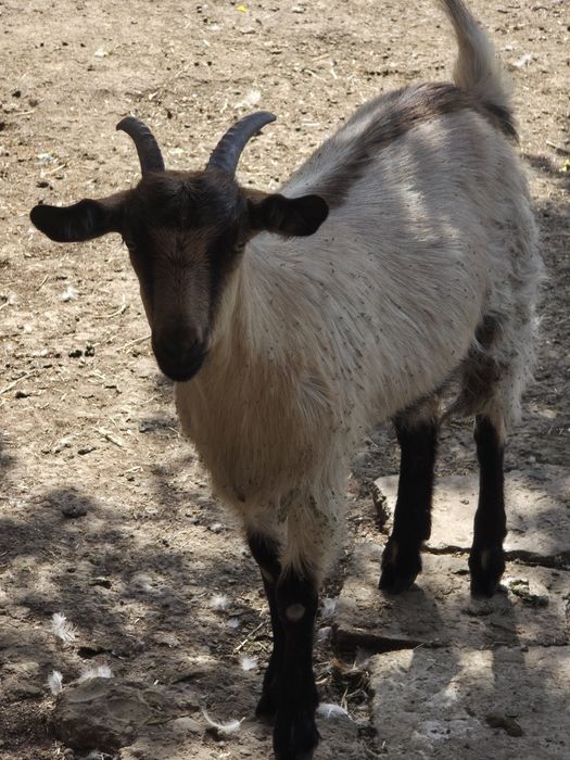 Capre de vanzare