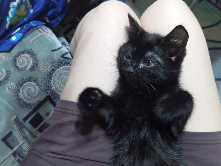 котёнок в добрые руки