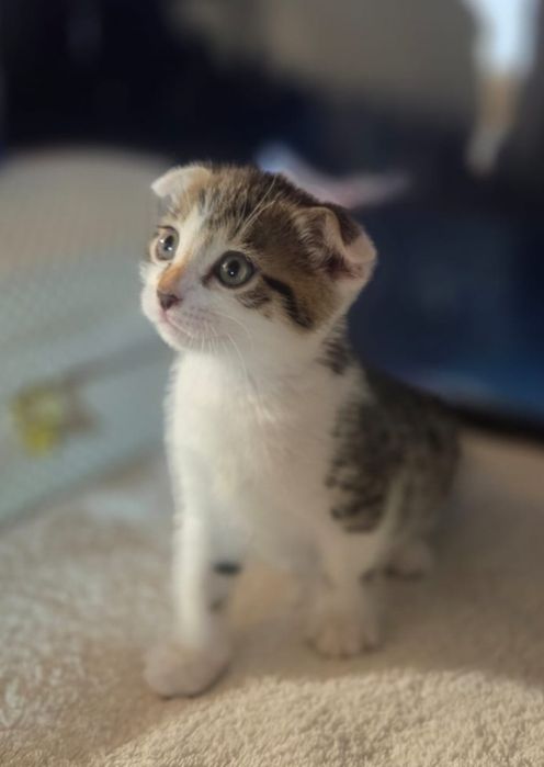 Срочно отдаем котят в добрые руки