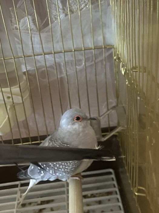 Гарлицы рабочая парочка