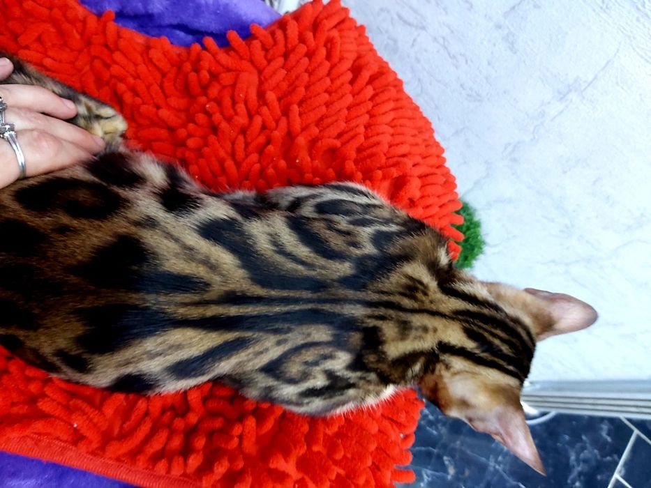 Девочки - ЗОЛОТО- УГОЛЬ. Бенгальские