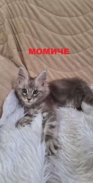 Котенца Мейн Куун