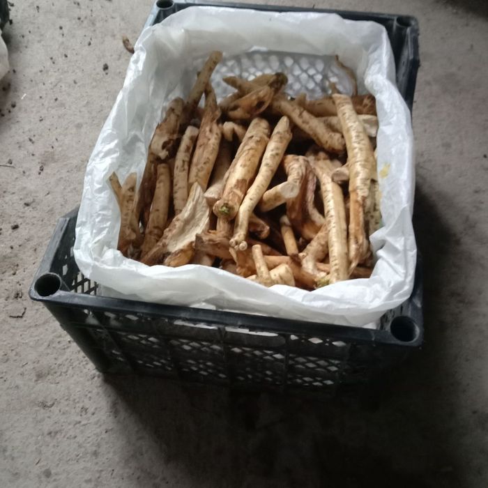 Продаються корни хрена