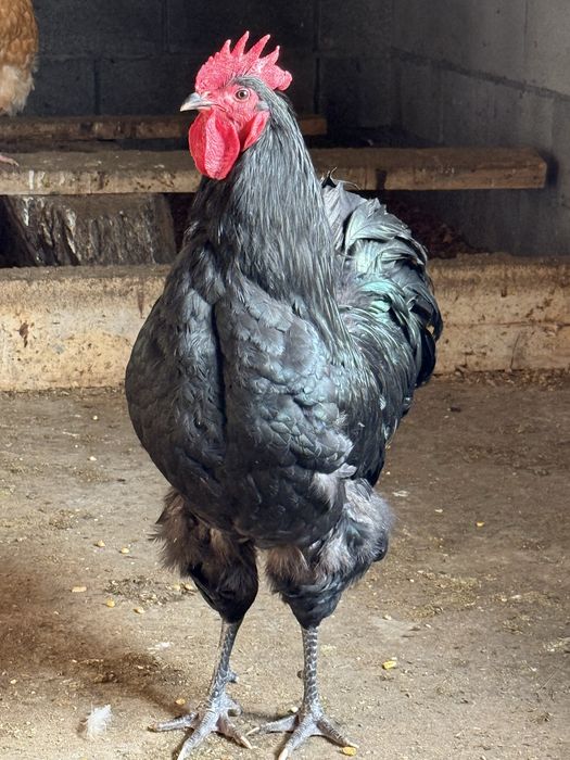 Австролорп Россия.