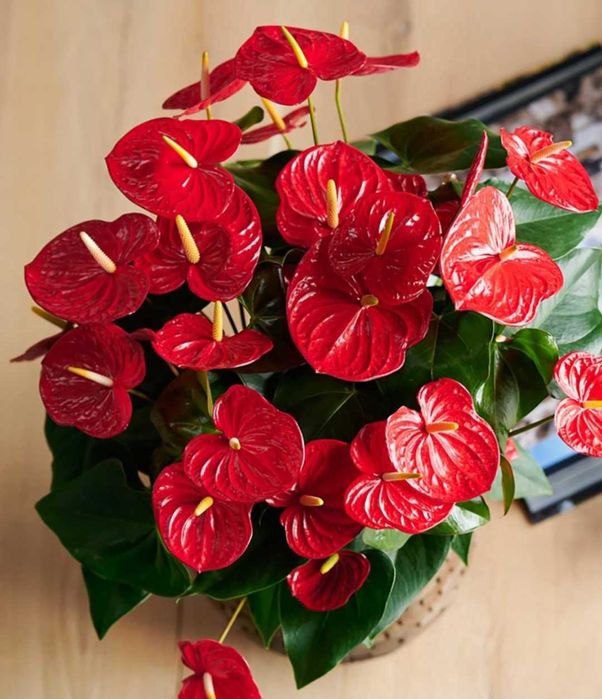 Комнатные расписания