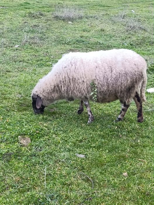 Продавам 3  овце