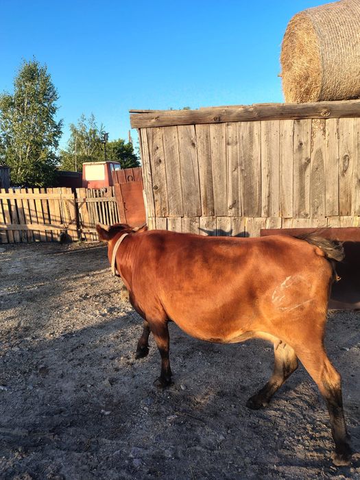 Продам стельную корову